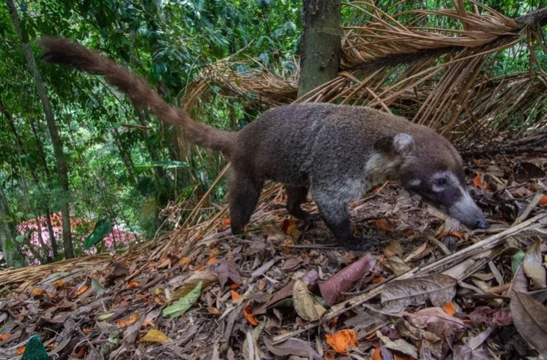 Científicos examinaron bosques en regeneración en Panamá. En la imagen, un coatí. Foto MPI of Animal Behavior vía Europa Press