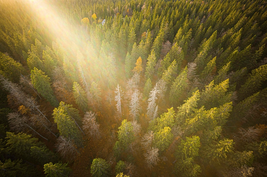 Bosque de abetos de Risoux en le Chenit, Francia. Foto Afp