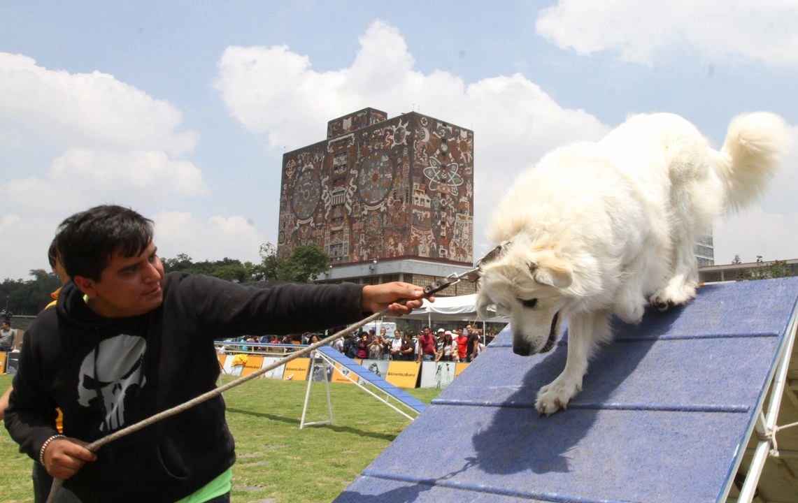Entrenamiento canino en la Ciudad de México en jardines de Ciudad Universitaria de la UNAM. Foto