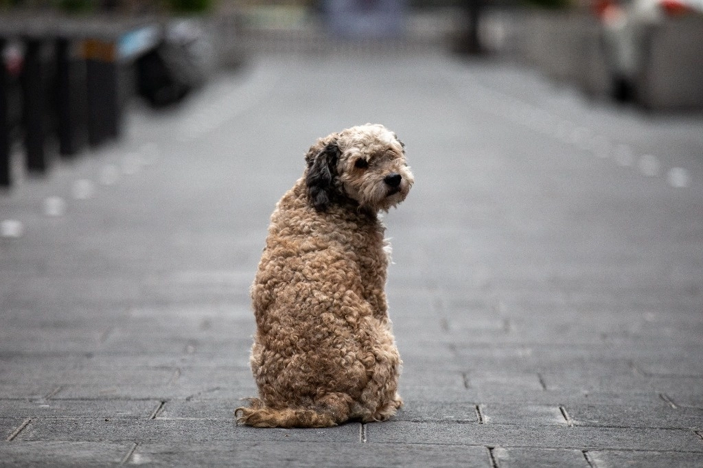 La ciencia no ha sabido hasta ahora responder claramente si los perros son realmente capaces de entender el significado de las palabras que se les dice, pero una nueva investigación avanza sobre el tema. La imagen, en la Ciudad de México, en octubre de 2023. Foto Pablo Ramos