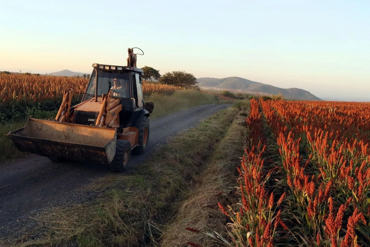 Productores de sorgo de Tamaulipas demandan un precio que les permita mantenerse cultivando el grano. Foto 