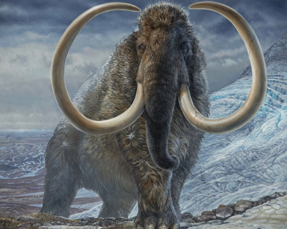 La última población de mamuts lanudos quedó aislada hace 10 mil años en la isla Wrangel, frente a Siberia. Foto Europa Press