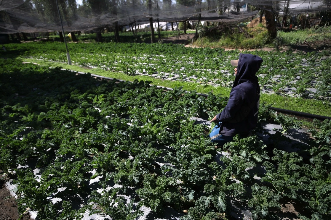 En la imagen, campesinos procedentes de Puebla deshierban cultivos de hortalizas en San Gregorio Atlapulco, Xochimilco. Foto Yazmín Ortega Cortés