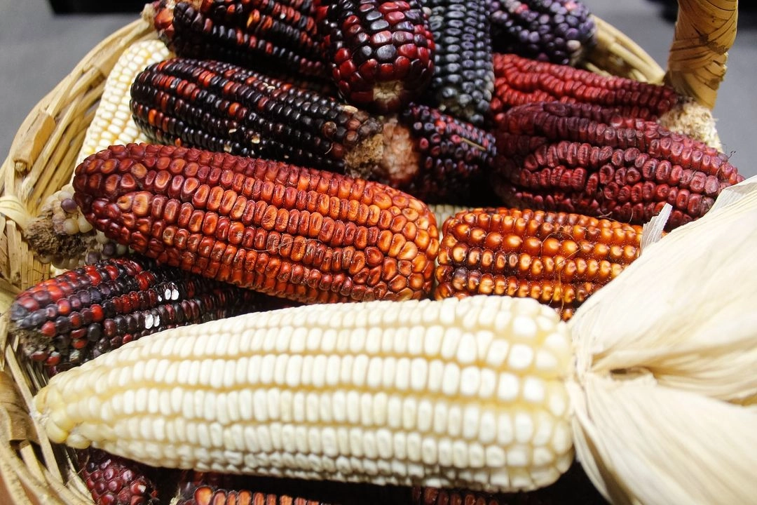 Datos de la Agencia Nacional de Aduanas de México indican que entre enero y abril de 2025 el país importó 316 mil toneladas de maíz blanco. Foto 