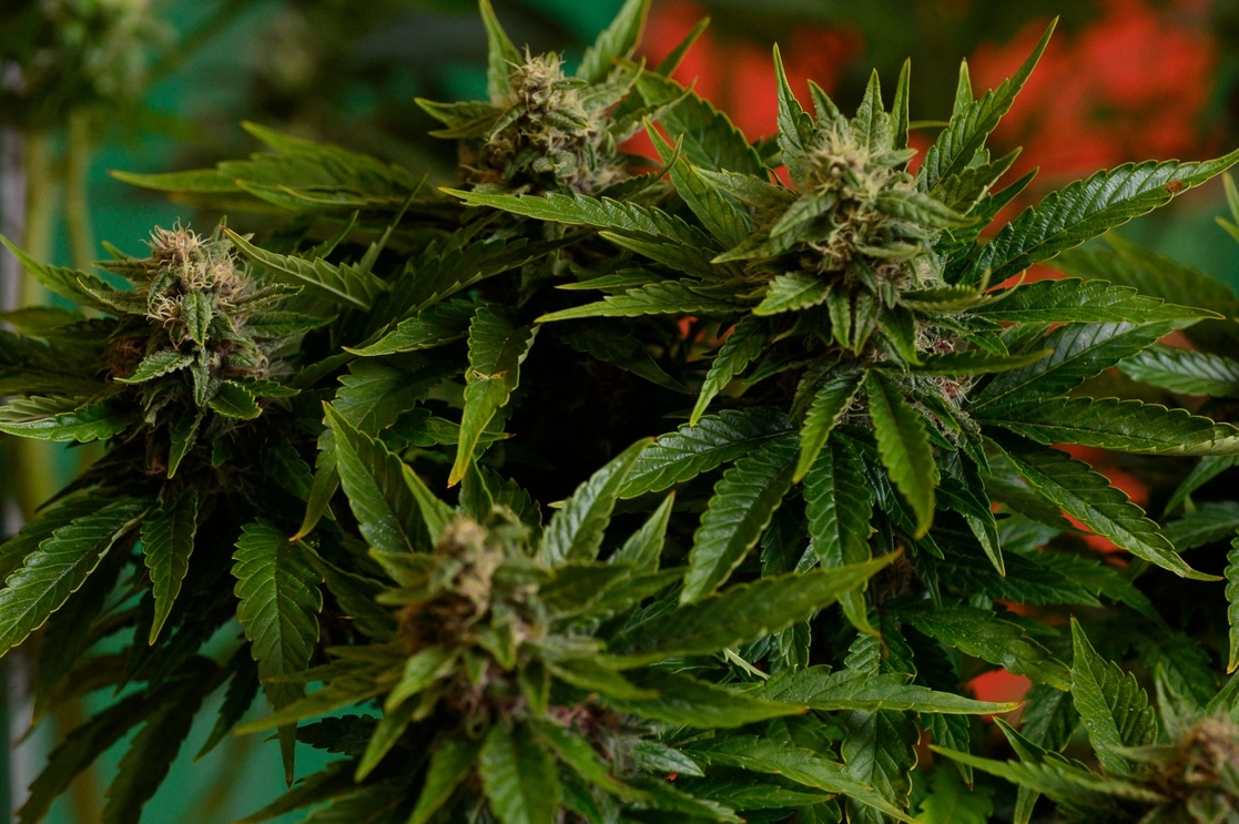 Malta legalizó el cultivo de cantidades limitadas de cannabis en domicilios particulares y su uso con fines recreativos en el ámbito privado. Foto Afp / Archivo