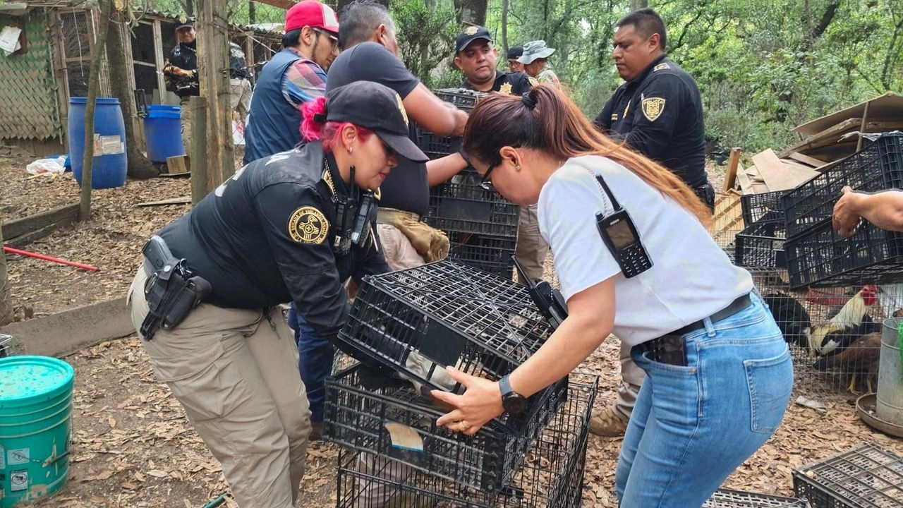 Las autoridades encontraron instalaciones similares a las que se usan para peleas de gallos, un gallinero y pequeñas jaulas, donde se encontraban los animales sin agua y sin alimentos.
