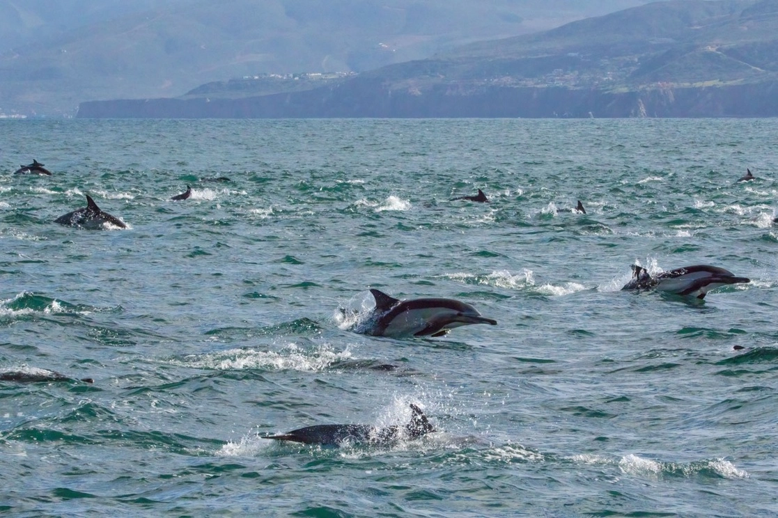Los delfines oceánicos se acercan a las embarcaciones de turistas en la bahía de Ensenada, BC. Foto Omar Martínez