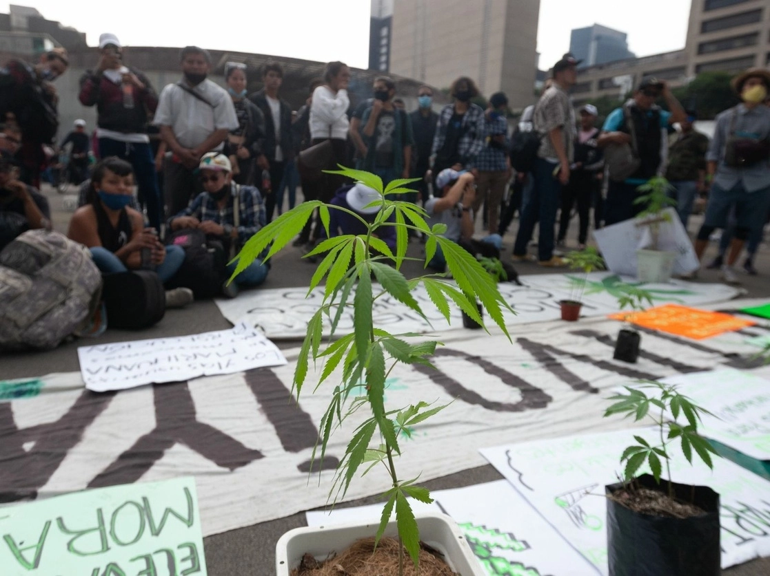 Durante una marcha sobre la Glorieta de los Insurgentes por la legalización de la mariguana para su uso medicinal y recreativo en la Ciudad de México. Foto Pablo Ramos / Archivo 