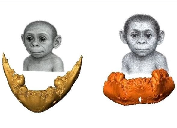"La comparación de ambas mandíbulas nos enseña que, desde hace millones de años, se trataba de dos especies totalmente diferentes que coexistían en alguna parte del continente africano", y que el Homo erectus era más "cercano a nosotros" que el Homo habilis, dijo el paleoantropólogo. Imagen de la cuenta de Instagram de José Braga