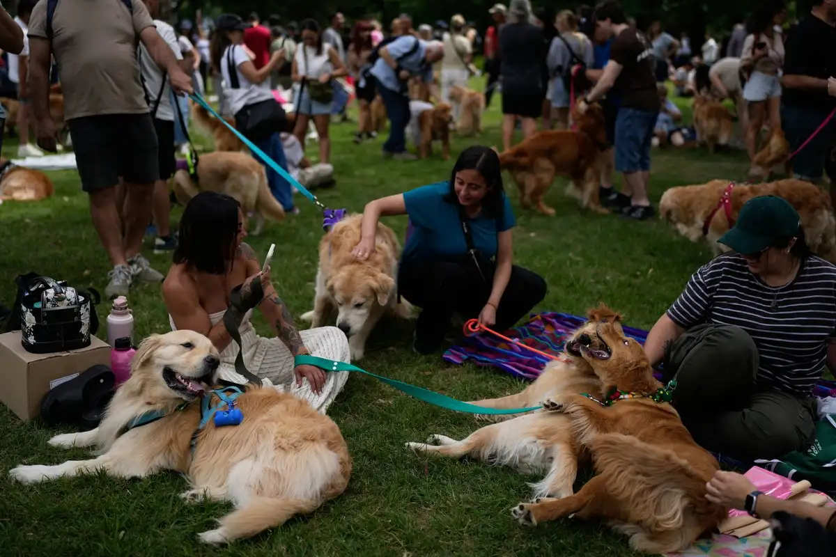 Golden Retrievers se sientan con sus cuidadores en un parque del barrio de Palermo mientras la gente intenta establecer un récord mundial de la mayor cantidad de Golden Retrievers reunidos en un parque, en Buenos Aires, Argentina, el lunes 8 de diciembre de 2025.  Foto 