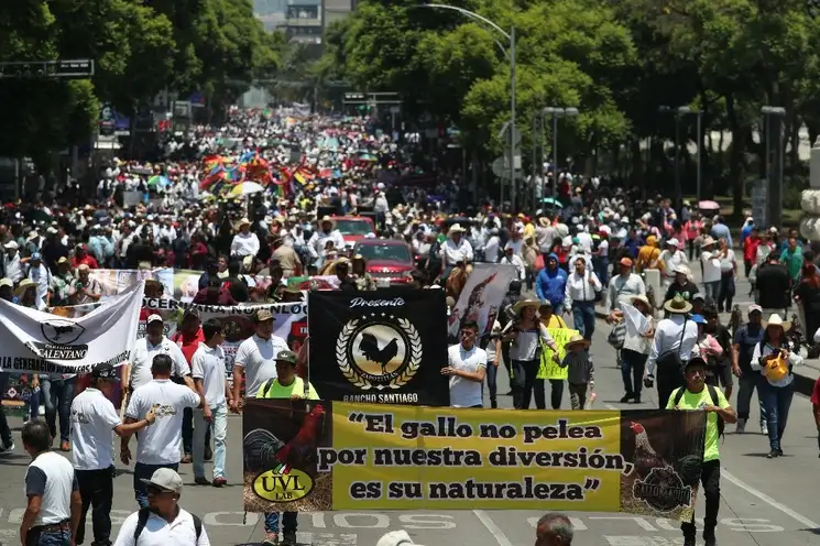 Colectivos que se manifestaron contra la prohibición de las peleas de gallos y en favor de las corridas de toros provocaron caos vehicular al bloquear carriles de la terminal 1 del aeropuerto capitalino y por su marcha del Ángel de la Independencia al Zócalo. En su paso arrojaron huevos al Congreso local. Foto Alfredo Domínguez