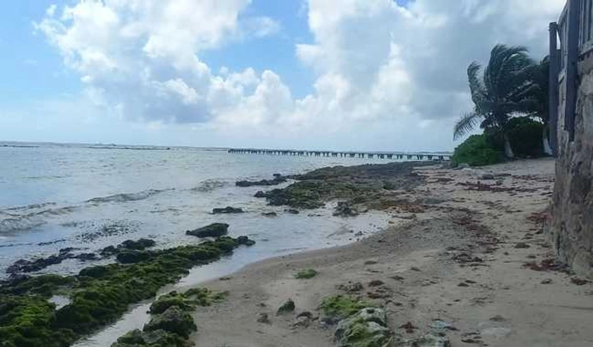 Sargazo en playas de Quintana Roo en imagen de archivo. Foto 