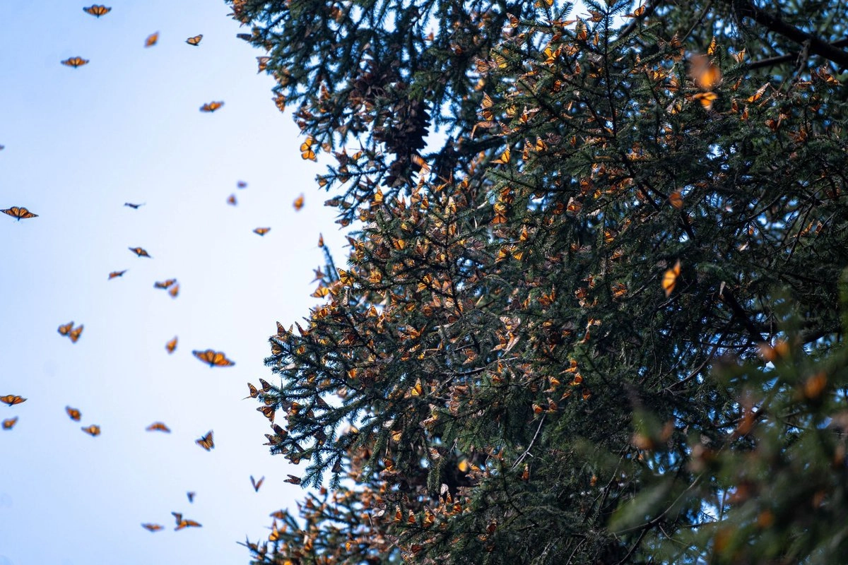 “Lo primero que hace es juntarse como si fueran racimos de uvas en las ramas de los oyameles, ante el frío que prevalece en la zona montañosa del oriente del estado, de manera particular en el cerro El Campanario donde se estima que este año arriben millones de mariposa, poco más que en 2024”, indico Sergio Téllez, uno de los cuidadores del santuario.