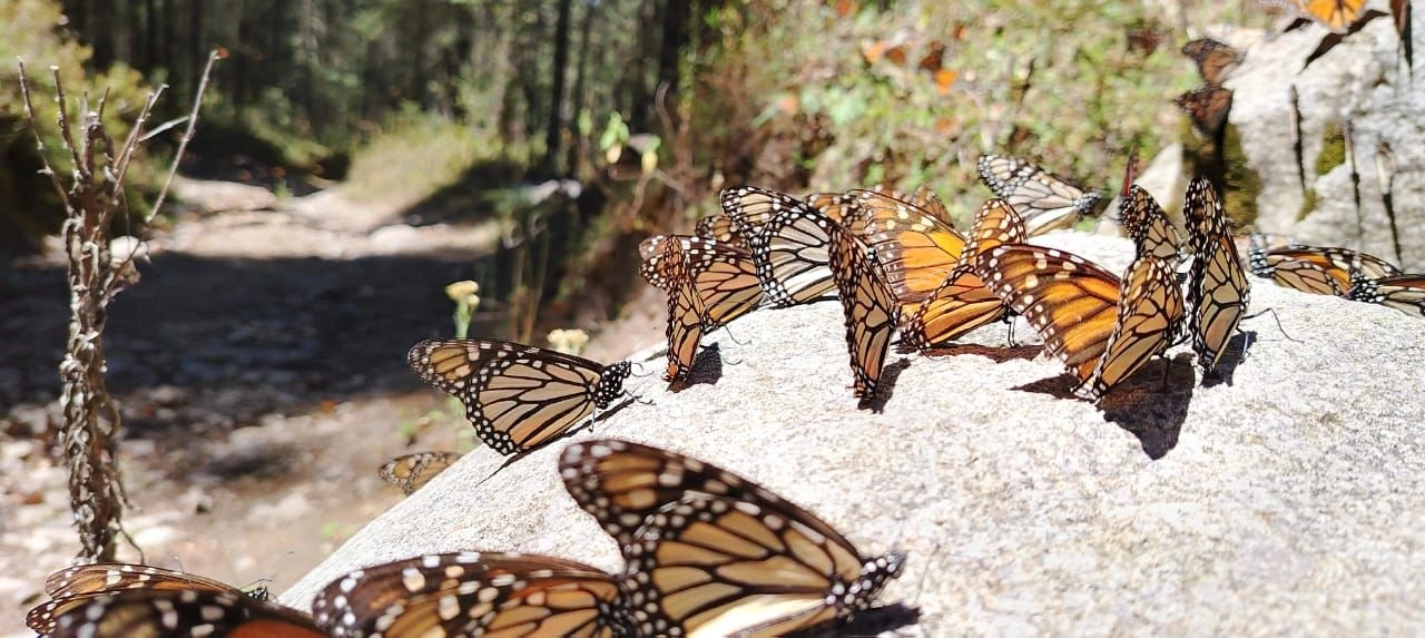 En esta temporada arribó 97 por ciento más mariposa en comparación con la anterior, es decir de aproximadamente 9 mil metros cuadrados a casi 18 mil metros cuadrados.