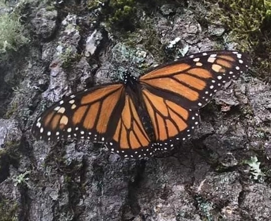 En noviembre llegaron a México 30 millones menos de mariposas monarca que las estimadas. Foto Tomada del FB Santuario de la Mariposa Monarca el Rosario