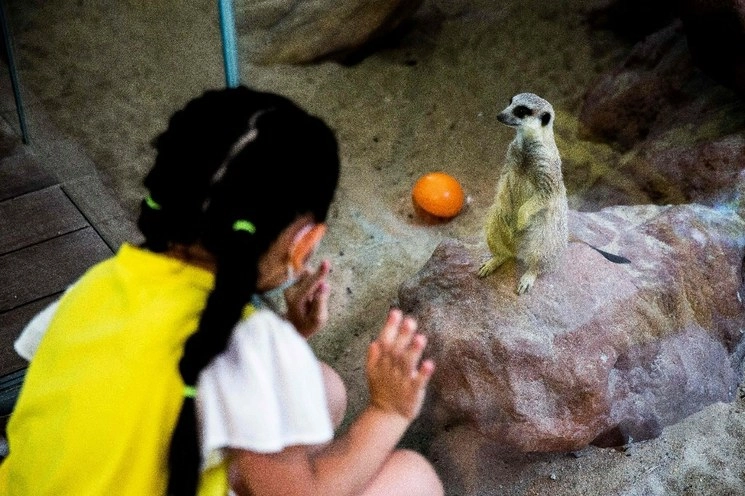 Una niña observa a una suricata en un parque en Hong Kong. Foto AFP