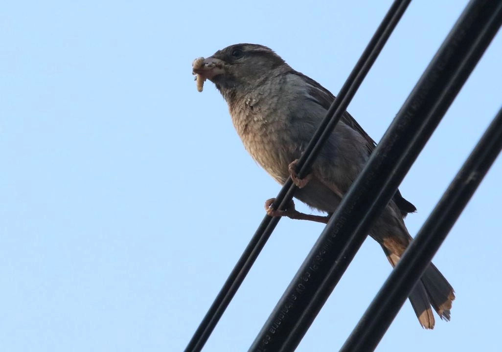 Los investigadores afirmaron que se necesitan esfuerzos urgentes de conservación para frenar estas pérdidas.