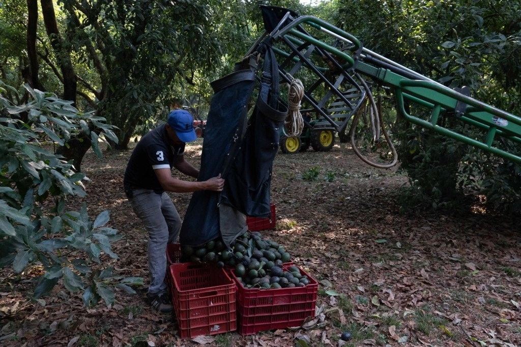 Huertas de aguacate en Tancítaro, Michoacán, principal región exportadora del fruto. Foto Cuartoscuro