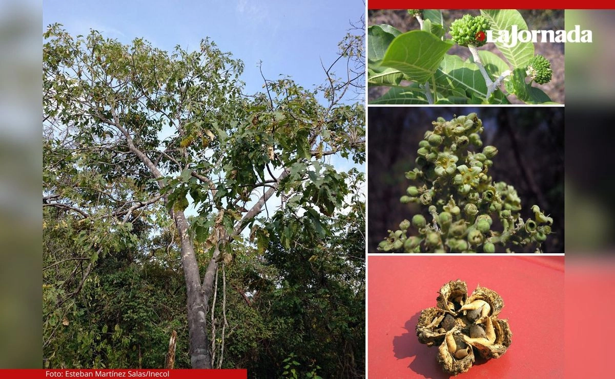 ‘Esenbeckia vazquezii’, especie en peligro crítico del estado de Morelos; a la izquierda, el árbol completo; a la derecha, las estructuras reproductivas. 