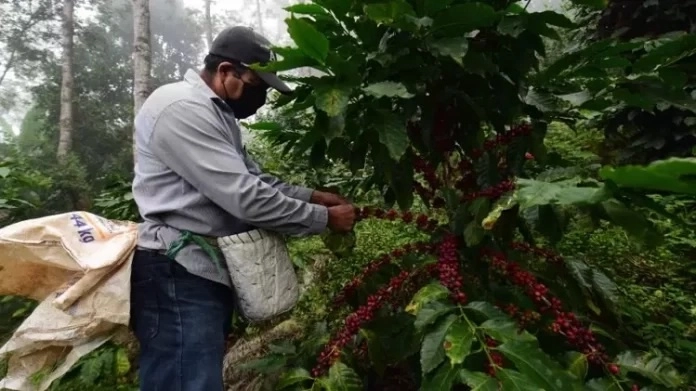 Un cafetalero en imagen de archivo. Foto La Jornada