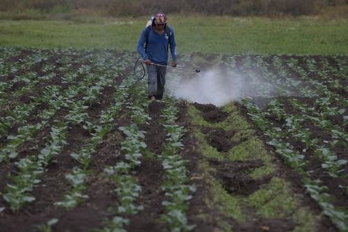 Un joven fumiga un campo de cultivo en imagen de archivo. Foto Cristina Rodríguez