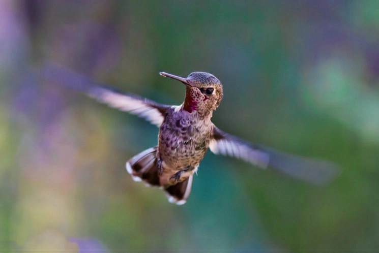Una base de datos de 10 mil especies de aves de todo el mundo muestra cómo la medición de alas, picos y colas pueden predecir el papel de una especie en un ecosistema. Foto Cuartoscuro
