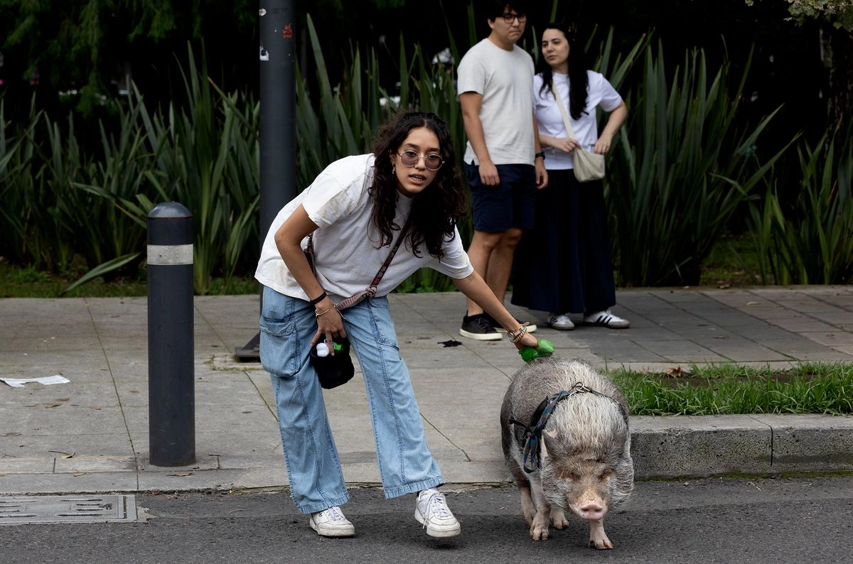 Una mujer pasea a un cerdo en la CDMX. Foto