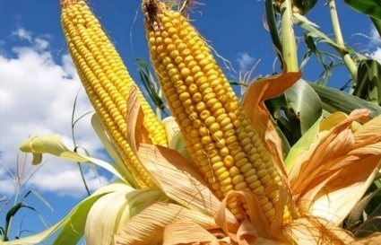 México es un comprador clave del cereal amarillo de EU, aunque ambos países están en disputa por el comercio del grano. Foto La Jornada