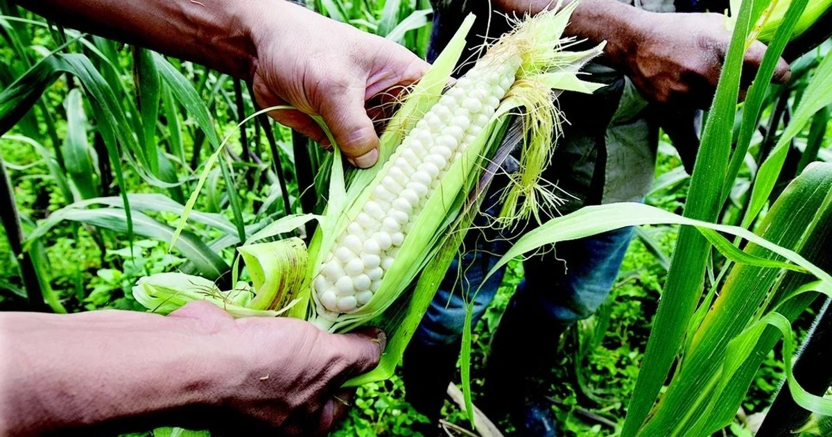 La Jornada - México alcanzará autosuficiencia de maíz blanco este 2025,  resalta Sader