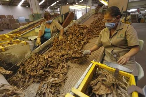 Planta desvenadora de tabaco en Tepic, Nayarit. Foto Carlos Ramos Mamahua / Archivo