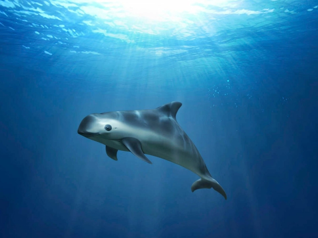 La vaquita, endémica del alto Golfo de California, está en peligro de extinción. Foto Greenpeace via Ap / Archivo