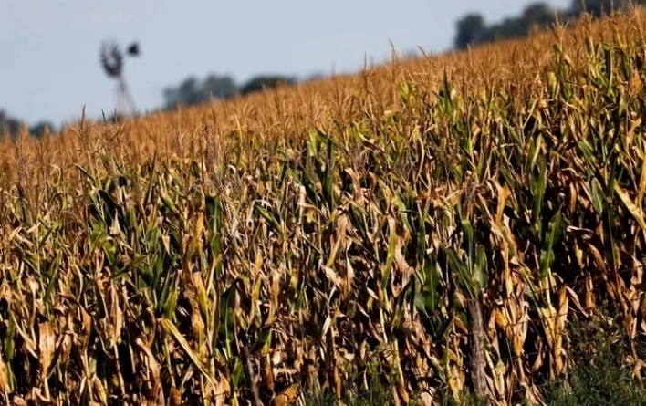 Mexico heads EU maize purchases
