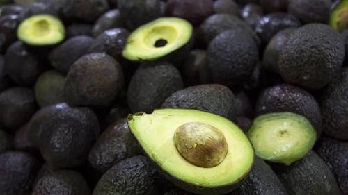 La Sader detalló que 64 por ciento de la exportación de aguacate a Estados Unidos proviene de las cosechas de micro y pequeños productores. Foto Notimex / Archivo