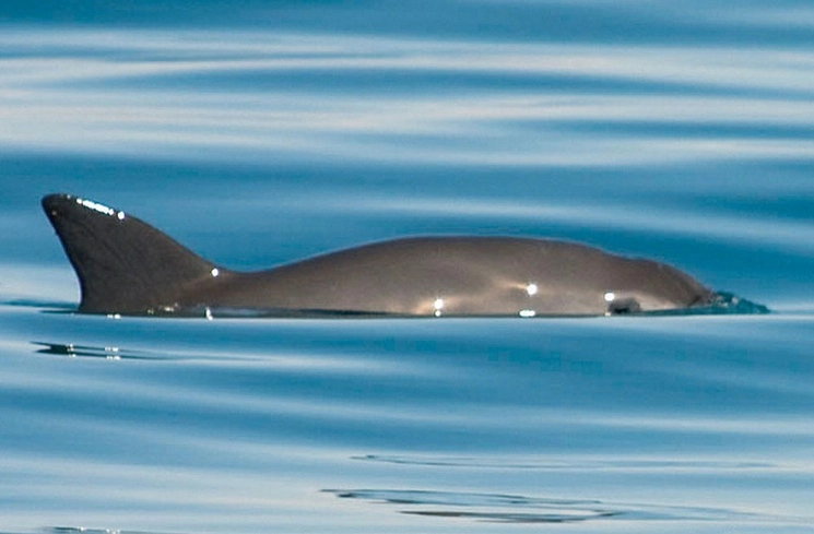 La vaquita es la marsopa más amenazada del mundo, restan entre diez y 13 ejemplares, y queda atrapada en las redes de enmalle ilegales para capturar totoaba, camarones y otras especies en el Alto Golfo de California en México. Foto tomada del sitio https://wwflac.awsassets.panda.org / Archivo