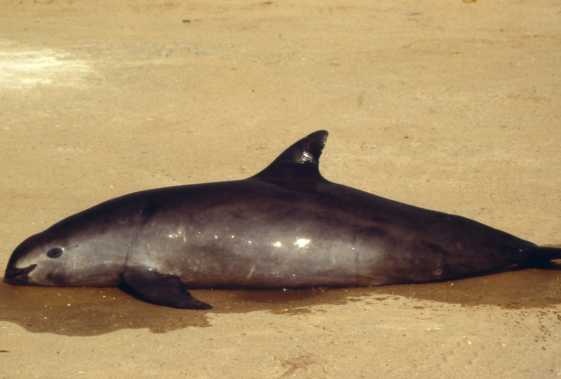 La pesca ilegal de totoaba en aguas del Alto Golfo de California pone en peligro de extinción a la vaquita marina. Foto Afp / Archivo
