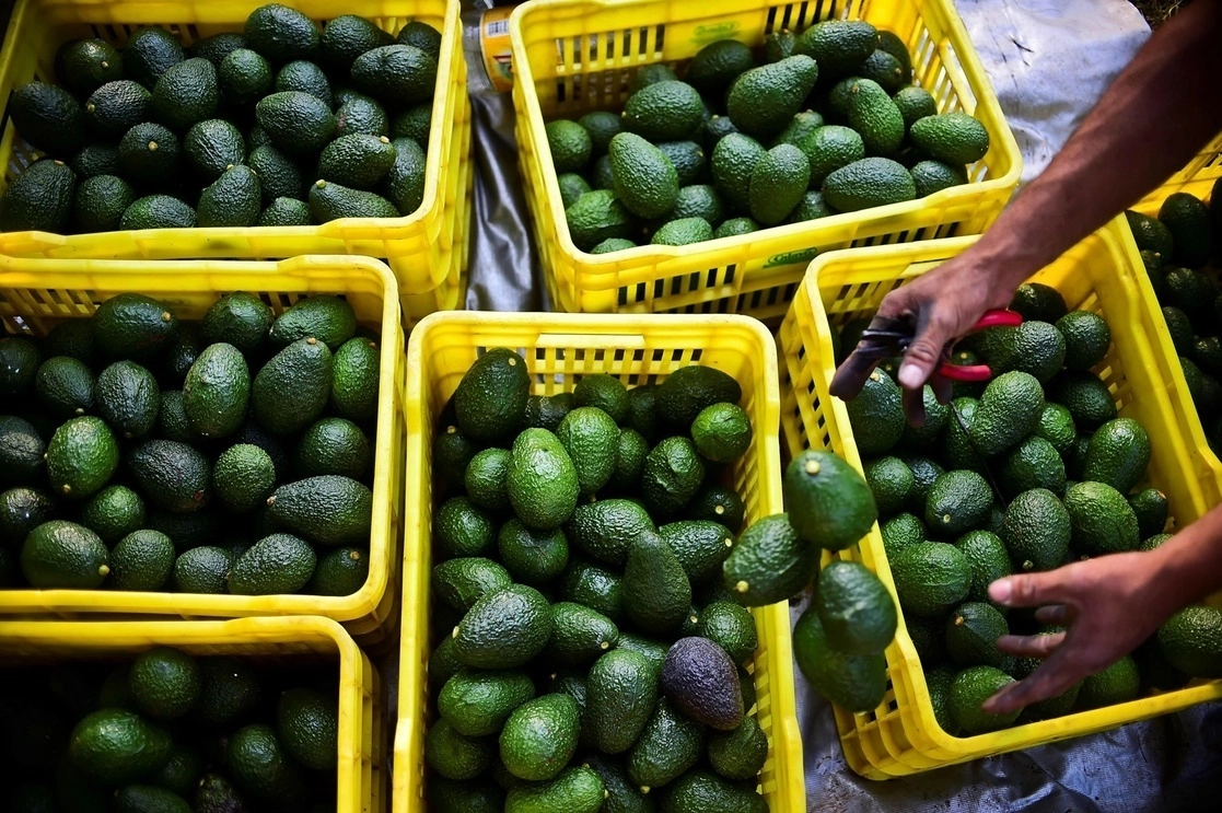 Cosecha de aguacates en un huerto en el municipio de Uruapan, estado de Michoacán. Foto Afp / Archivo
