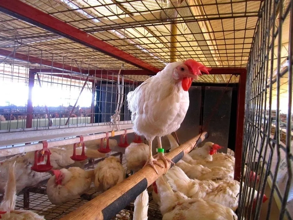 Imagen de archivo de una granja avícola en México. Foto