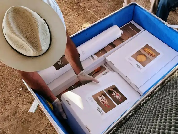 Autoridades tradicionales yaquis expresaron su satisfacción y emoción por recuperar su patrimonio repatriado de Suecia. Foto 'La Jornada'