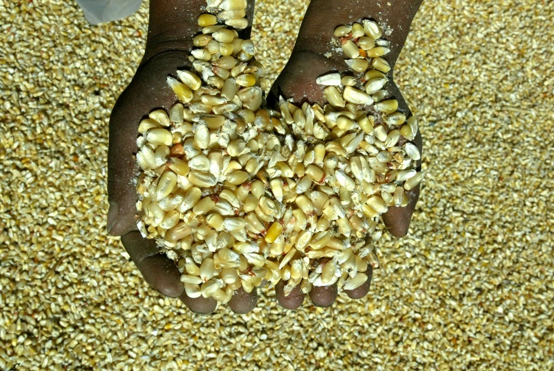 Maíz amarillo de productores en Puebla. Foto José Carlo González / Archivo