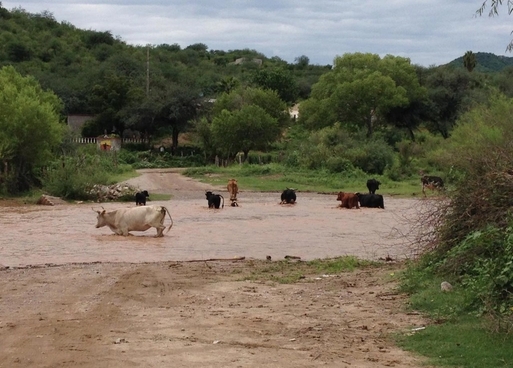 Aspecto del río Sonora, contaminado hace una década por un derrame tóxico de Buenavista del Cobre, propiedad de Grupo México. Foto Cristina Gómez Lima