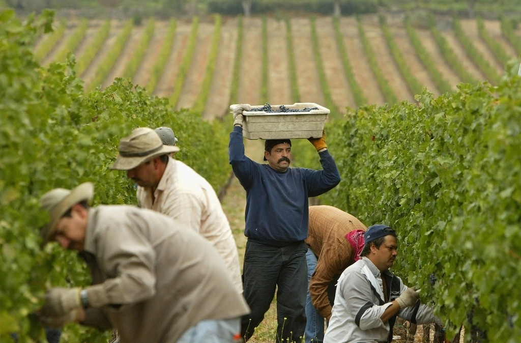 Trabajadores, principalmente mexicanos, recogen a mano uvas de vino cabernet sauvignon en la bodega Stags’Leap en Napa, California. Foto Afp 