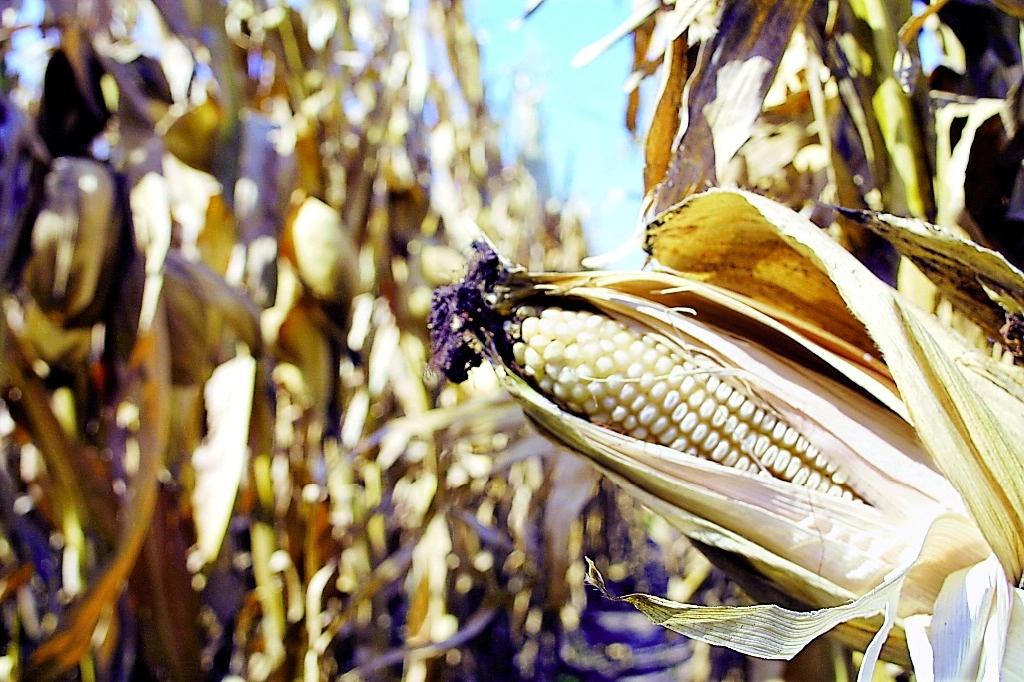 Desde hace varios sexenios se prometió la autosuficiencia alimentaria, pero este año México podría superar a China en la importación de maíz. Foto Roberto García Ortiz