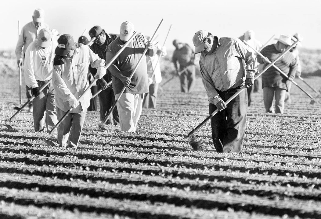 El aumento en el flujo de repatriados es un desafío para las naciones de origen. En la imagen, trabajadores agrícolas migrantes en cultivos de lechuga en San Luis, Arizona. Foto 