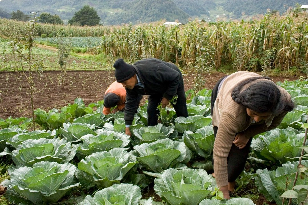 La mano de obra mexicana está presente en los campos de cultivos de todo Estados Unidos. 