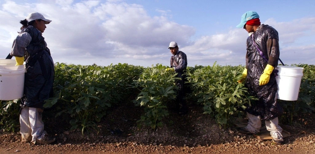 Los migrantes mexicanos generan aproximadamente 8 por ciento del PIB de Estados Unidos. En la imagen, trabajadores agrícolas en Homestead, Florida. Foto Afp