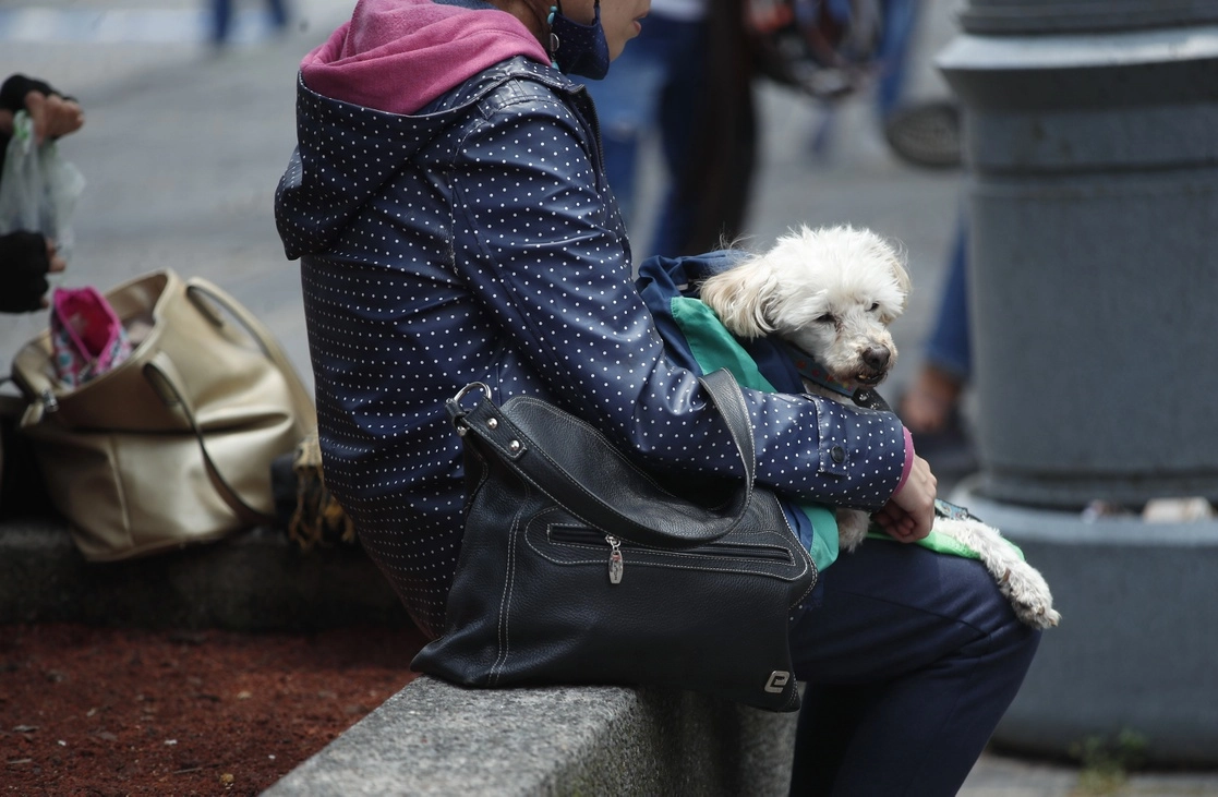 Después de Argentina, México es el país de América Latina con más esterilizaciones de animales de compañía. Foto Cristina Rodríguez / Archivo