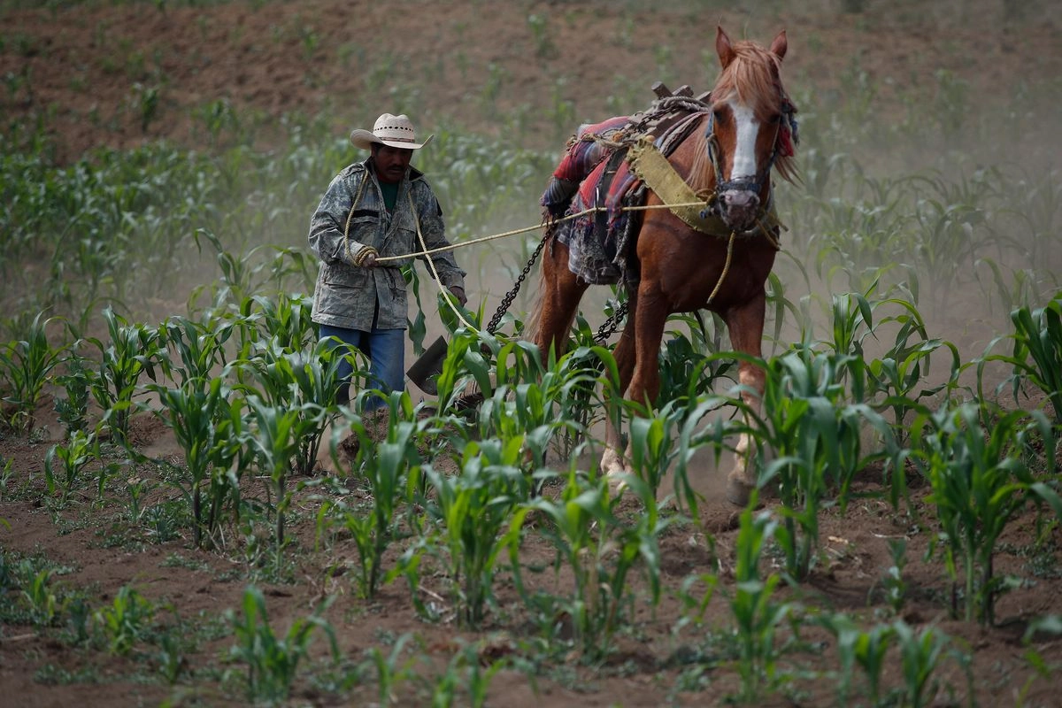  En este año, México ha comprado a EU 586 mil toneladas de maíz blanco. En la imagen, siembra del grano en Milpa Alta.