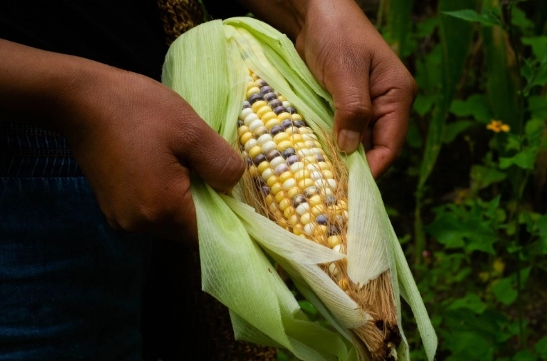 Las cosechas del trigo disminuirían 41.2 por ciento a 1.6 millones de toneladas para este 2025.