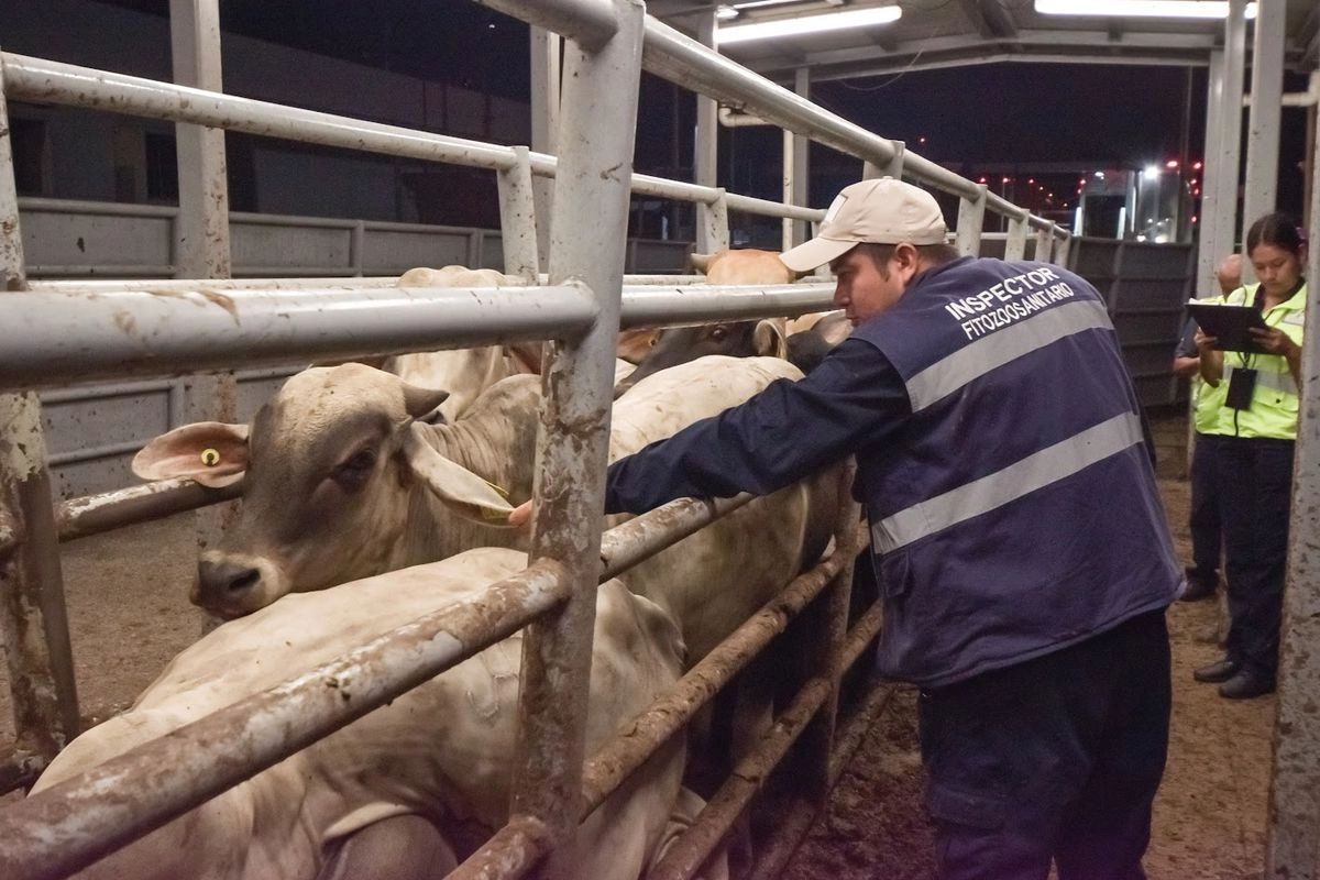 El protocolo bilateral incluye la adopción de una innovadora estrategia de monitoreo basada en trampas con atrayente de la mosca y la aplicación de un criterio de movilización del ganado en territorio nacional en corrales de origen y de destino certificados por el Senasica.