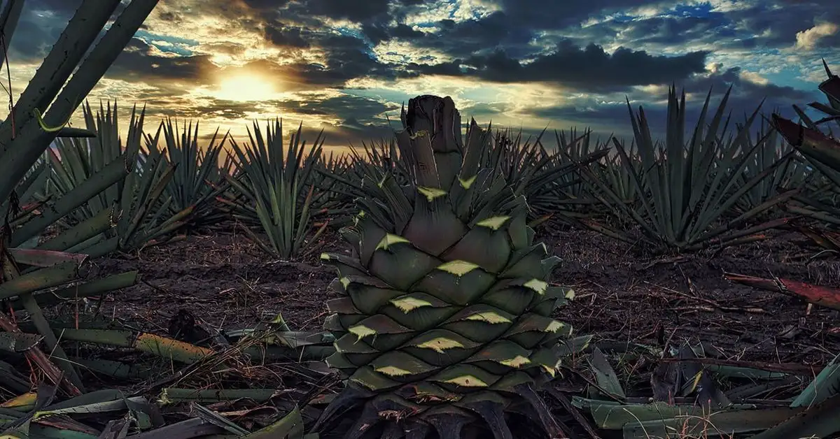Agaves en Oaxaca. Foto